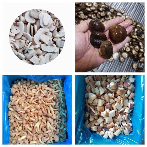 IQF MUSHROOM IQF MUSHROOM