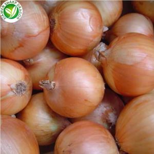 Frische gelbe Bio-Zwiebel