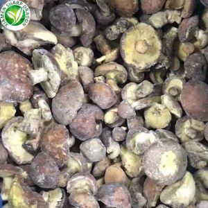 IQF Gefrorener Suillus Granulatus